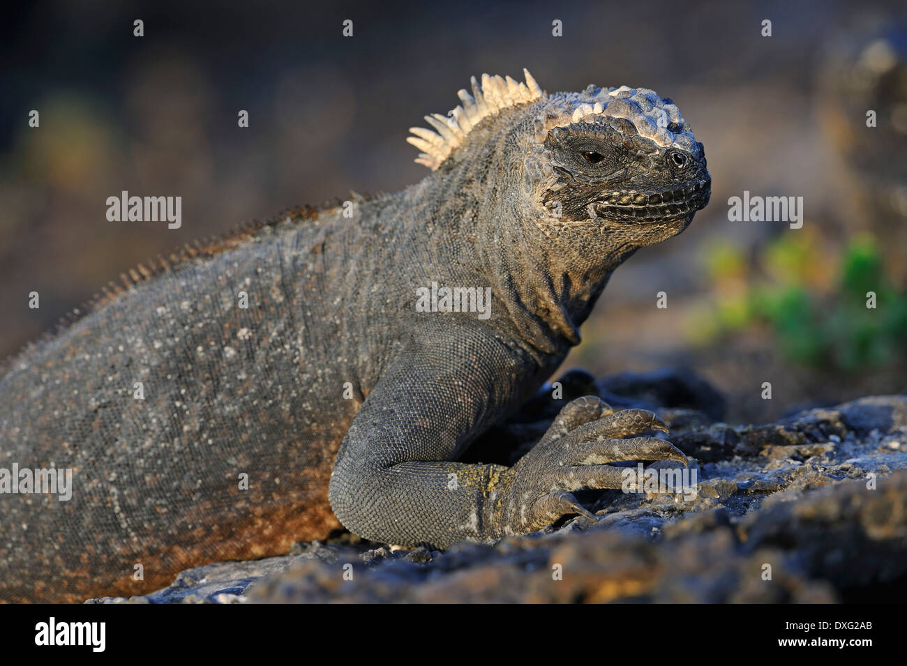 Iguane marin, l'île Isabela, Puerto Villamil, îles Galapagos, Equateur / (Amblyrhynchus cristatus) Banque D'Images