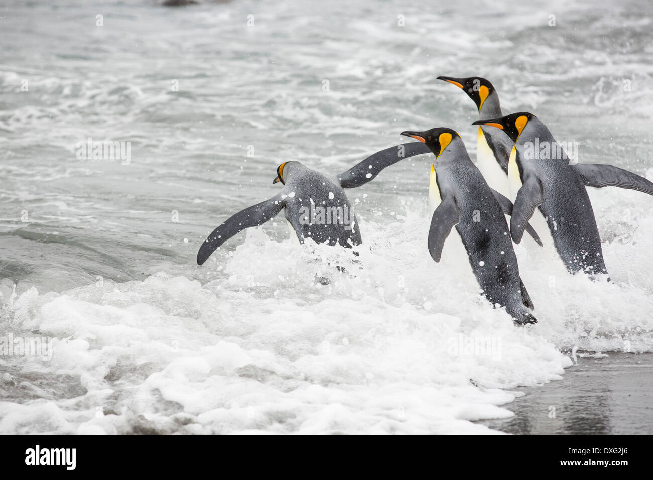 Le manchot royal partir en mer sur un voyage de pêche dans la deuxième plus grande colonie de pingouins roi dans la plaine de Salisbury Banque D'Images