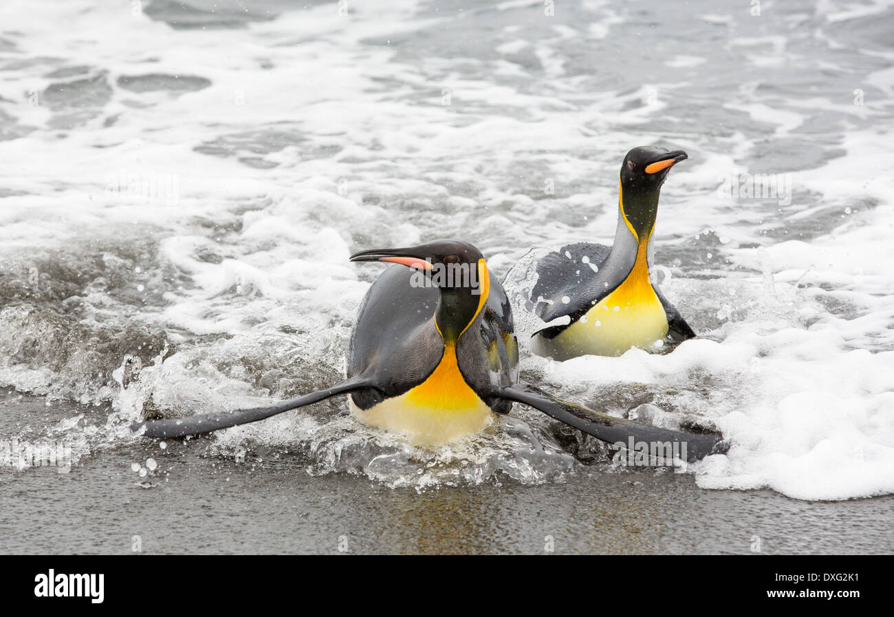 Pingouins roi emege d'un voyage de pêche pour voir sur la plage dans la deuxième plus grande colonie de pingouins roi dans la plaine de Salisbury, Géorgie du Sud, Sud de l'océan. Banque D'Images