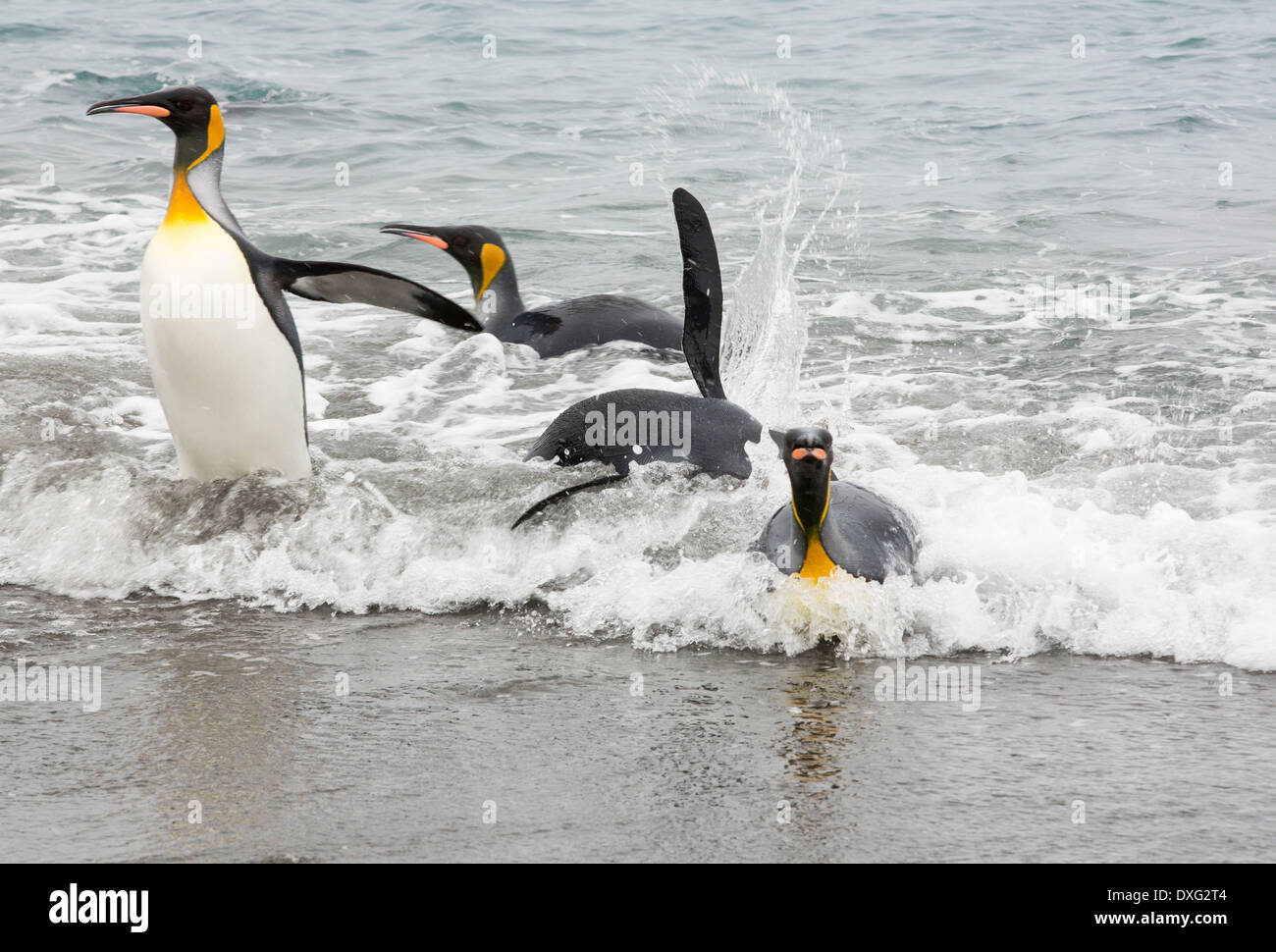 Pingouins roi emege d'un voyage de pêche pour voir sur la plage dans la deuxième plus grande colonie de pingouins roi dans la plaine de Salisbury, Géorgie du Sud, Sud de l'océan. Banque D'Images