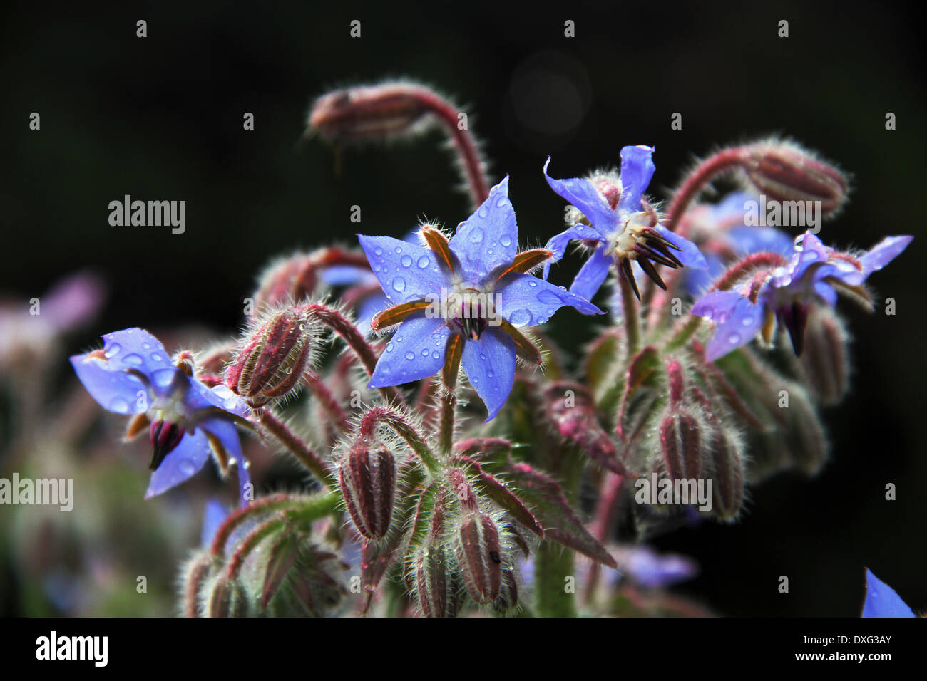 Fleurs de bourrache dans la nature Banque D'Images