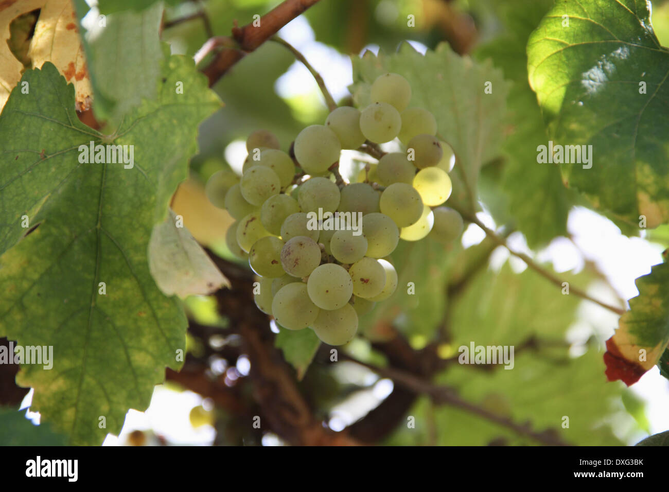 Green Grapes Growing On Vine Banque D'Images