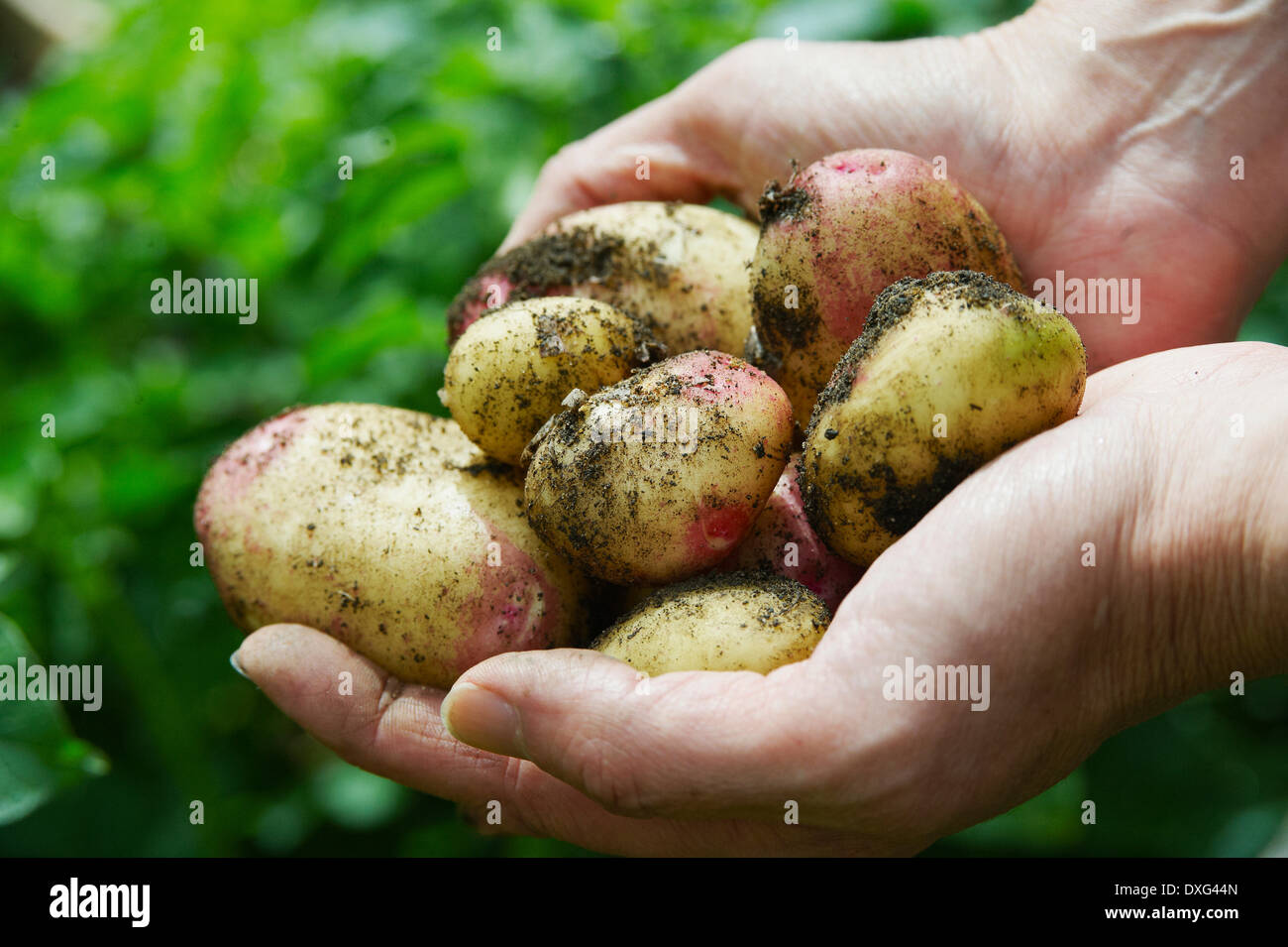 Homme creuser vers le haut des pommes de terre dans le jardin de légumes Banque D'Images