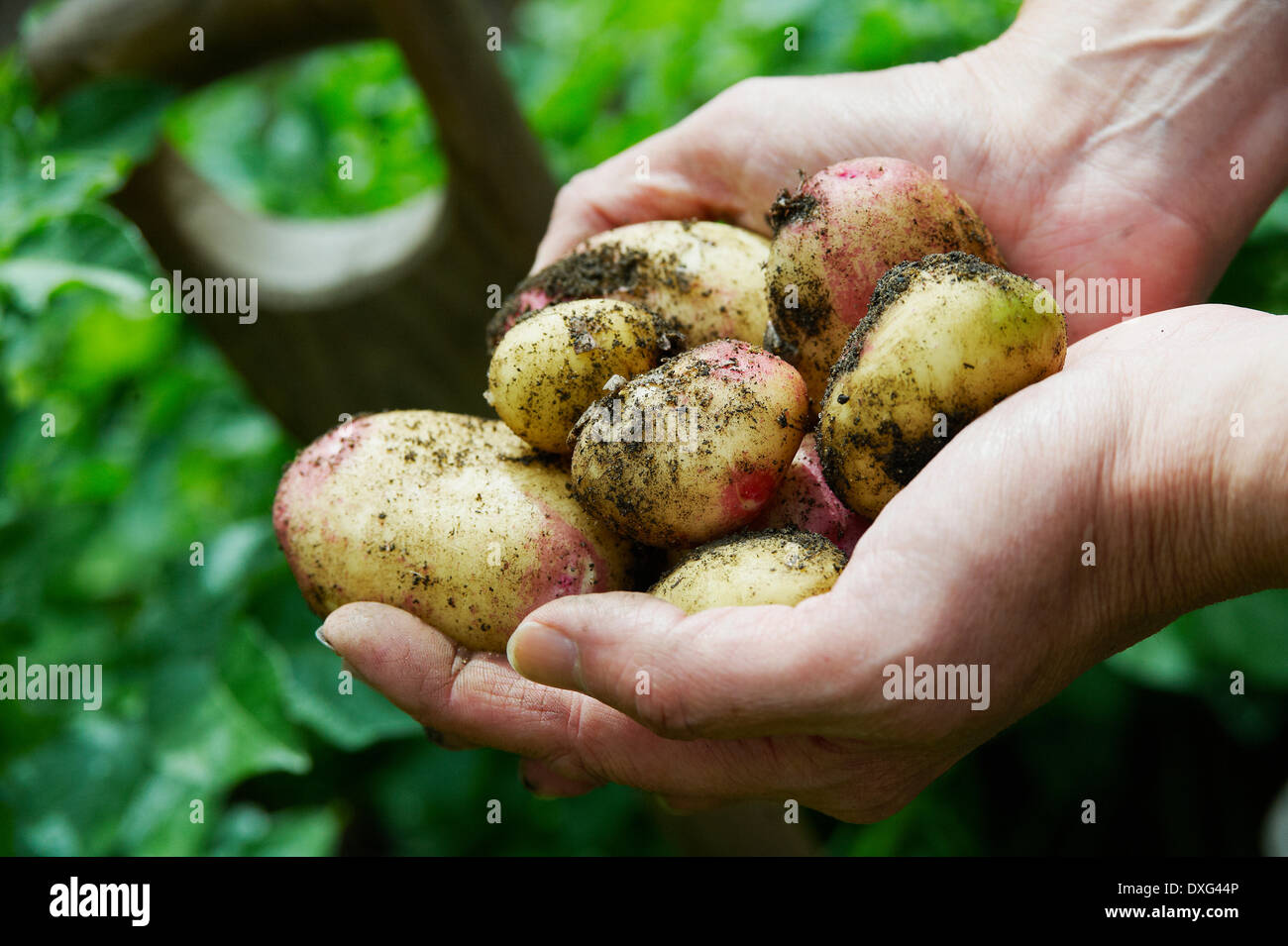 Homme creuser vers le haut des pommes de terre dans le jardin de légumes Banque D'Images