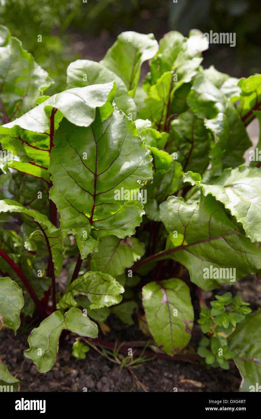 De plus en plus à la bette à carde In Vegetable Garden Banque D'Images