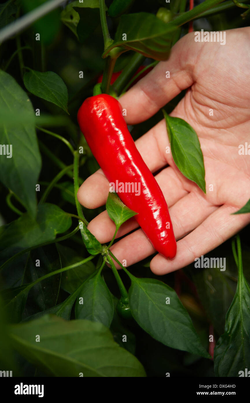 Hand Holding Red Chili Pepper on Plant Banque D'Images