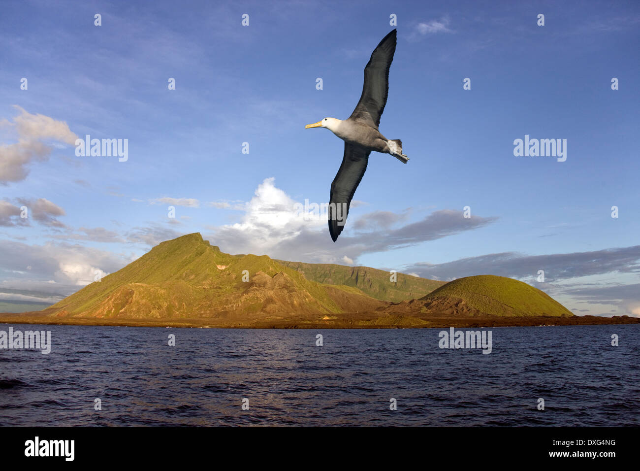 Merle noir volant près de l'Équateur sur le volcan de l'île d'Isabella dans les îles Galapagos Banque D'Images