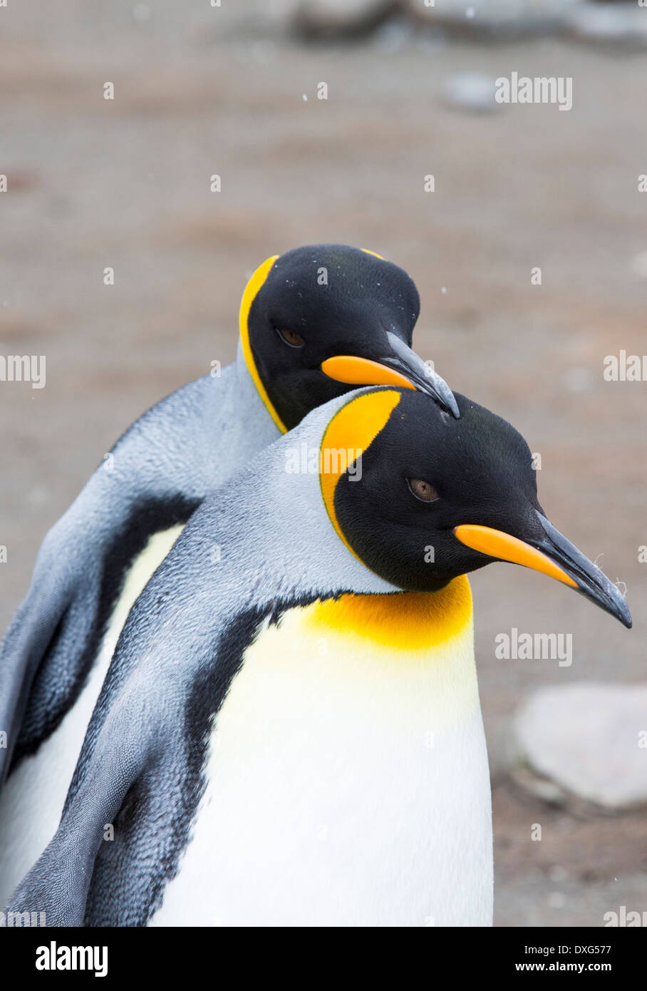 Une paire de manchots royaux dans la deuxième plus grande colonie de pingouins roi dans la plaine de Salisbury, Géorgie du Sud, Sud de l'océan. Banque D'Images