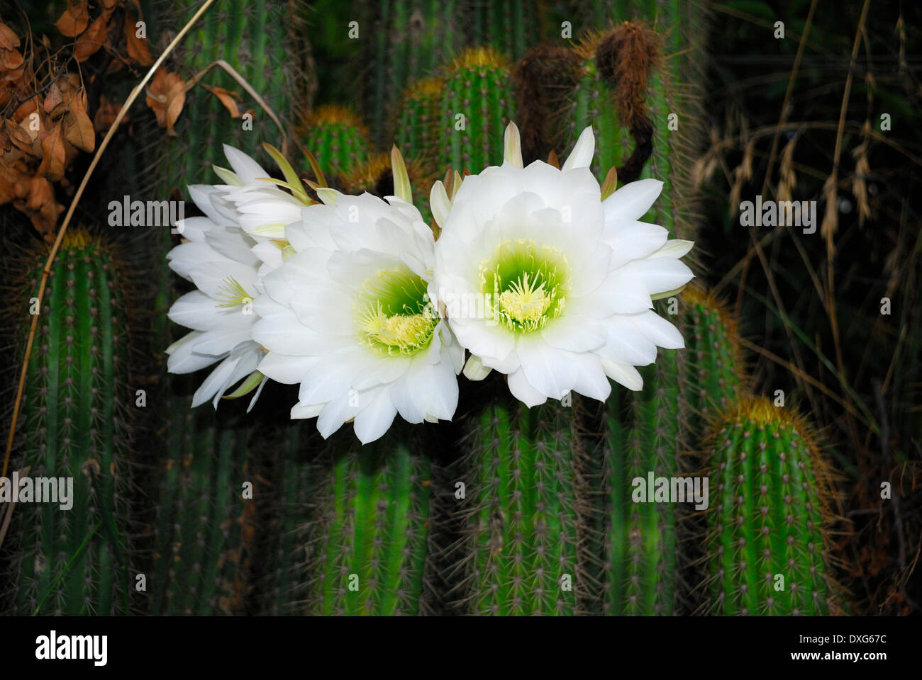 Les espèces exotiques envahissantes Cactus Torche argentin, Echinopsis spachiana,en fleur, à New Bethesda, Karoo, Liège Banque D'Images