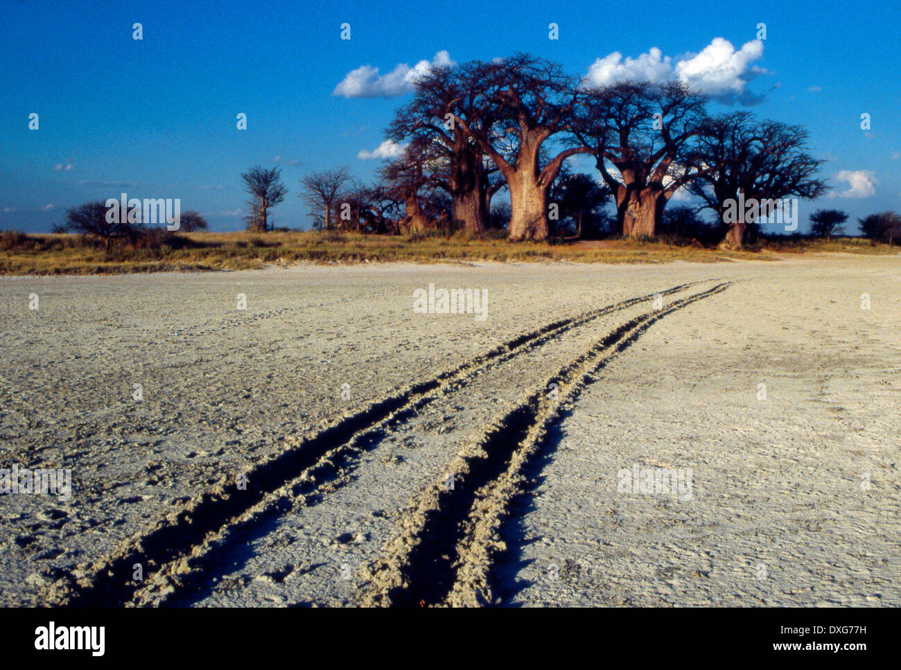 Baines baobabs, Kudiakam Pan, Botswana Banque D'Images