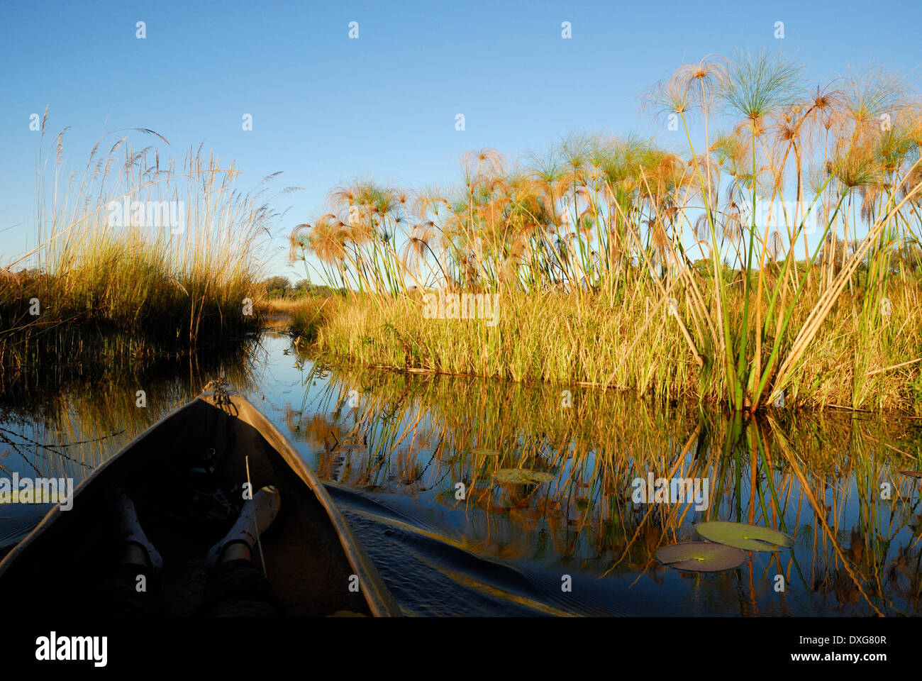 Glisser à travers les marais de l'Okavango bordée de papyrus dans un étang-réservoir mekoro tôt le matin, le Botswana Banque D'Images