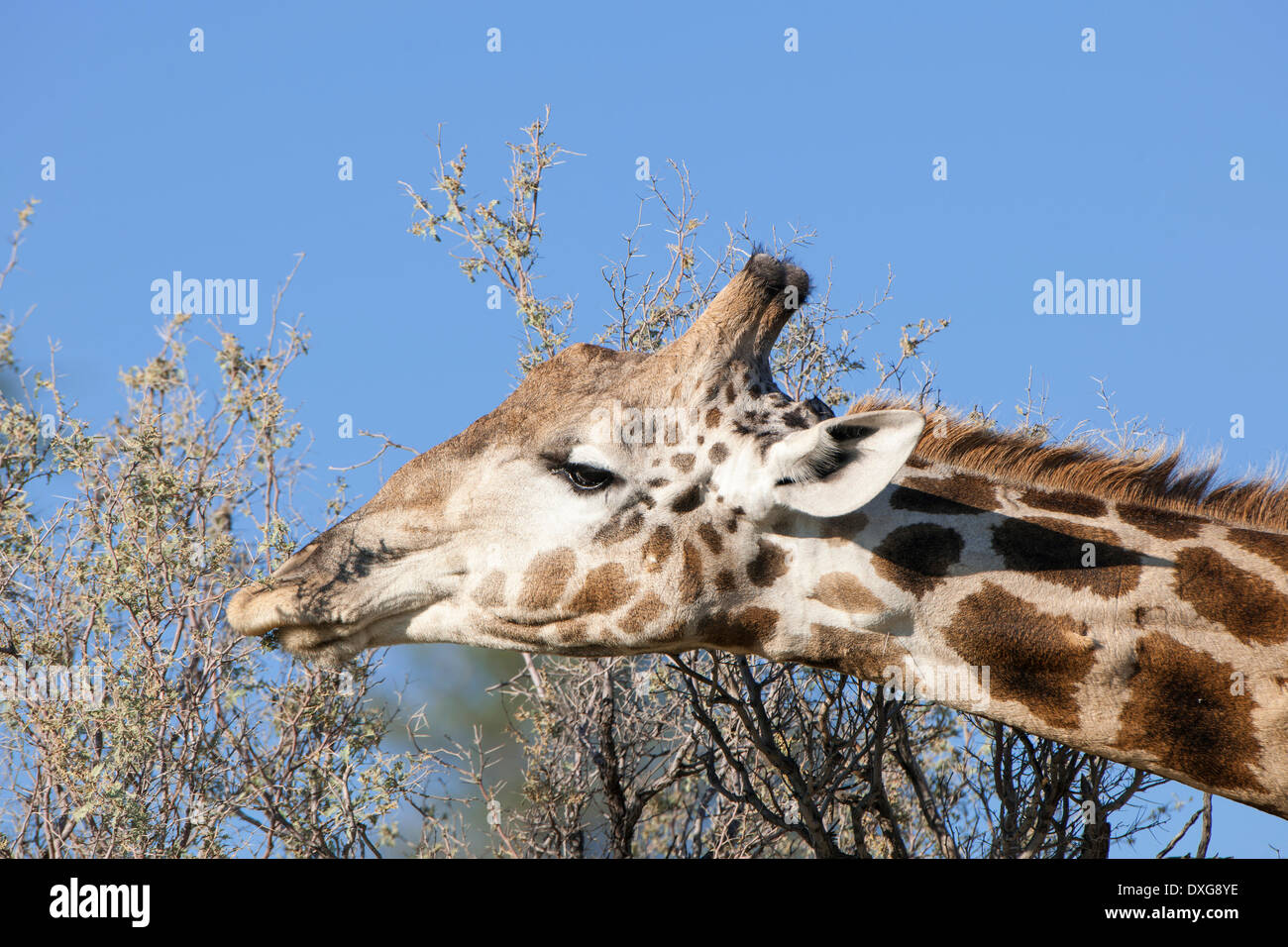 Girafe (Giraffa camelopardalis), Kgalagadi Transfrontier Park, Northern Cape, Afrique du Sud Banque D'Images