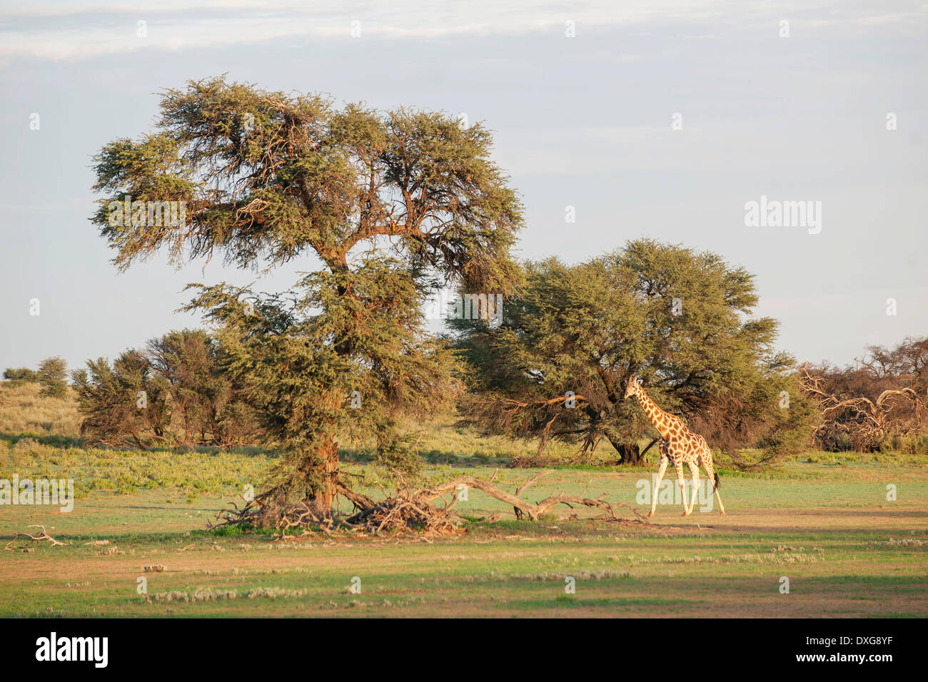 Girafe (Giraffa camelopardalis), Kgalagadi Transfrontier Park, Northern Cape, Afrique du Sud Banque D'Images