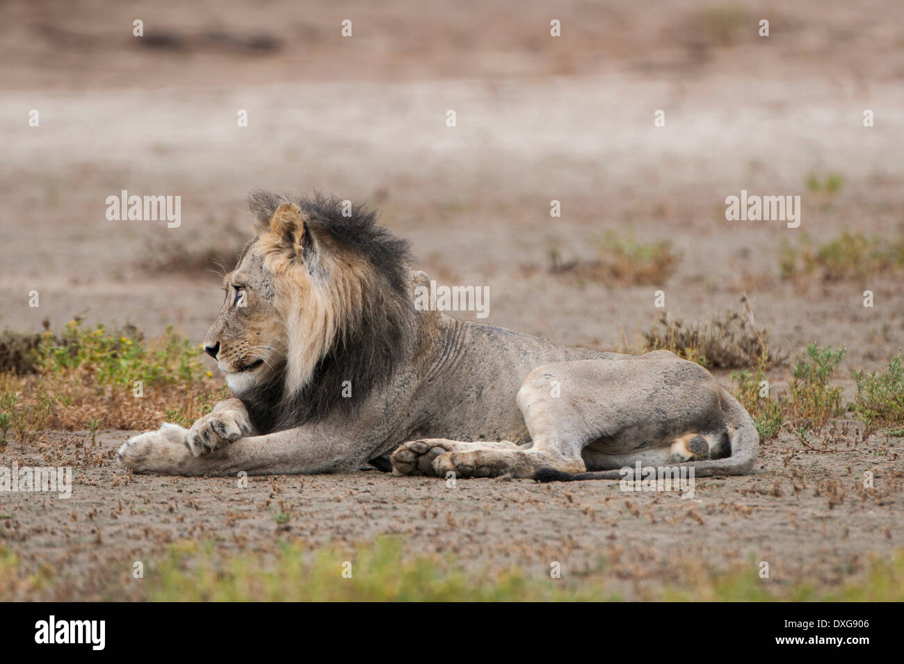 Lion (Panthera leo), Kgalagadi Transfrontier Park, Northern Cape, Afrique du Sud Banque D'Images