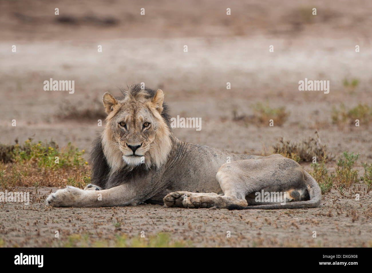 Lion (Panthera leo), Kgalagadi Transfrontier Park, Northern Cape, Afrique du Sud Banque D'Images