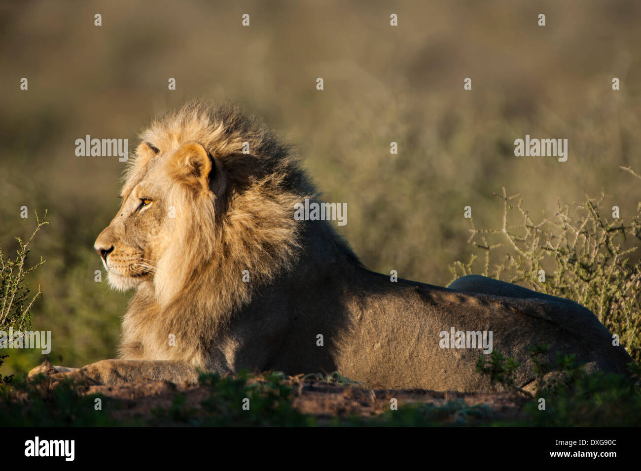 Lion (Panthera leo), Kgalagadi Transfrontier Park, Northern Cape, Afrique du Sud Banque D'Images