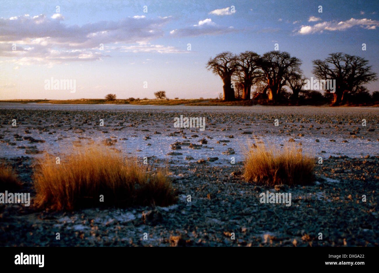 Baines baobabs, Kudiakam Pan, Botswana Banque D'Images