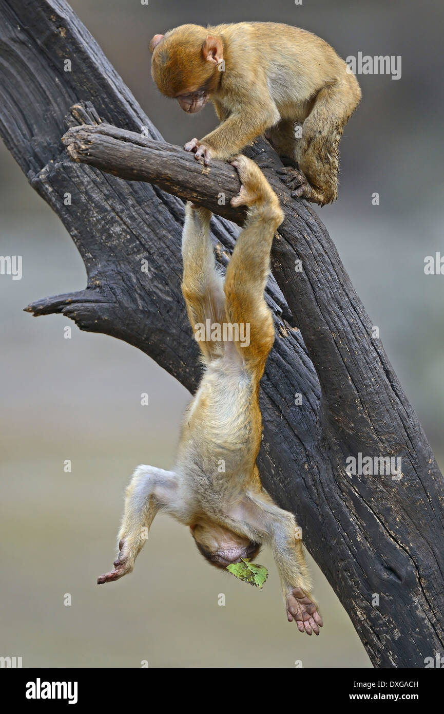 Les jeunes Barbary Macaque (Macaca sylvanus) Afrique du Nord Banque D'Images
