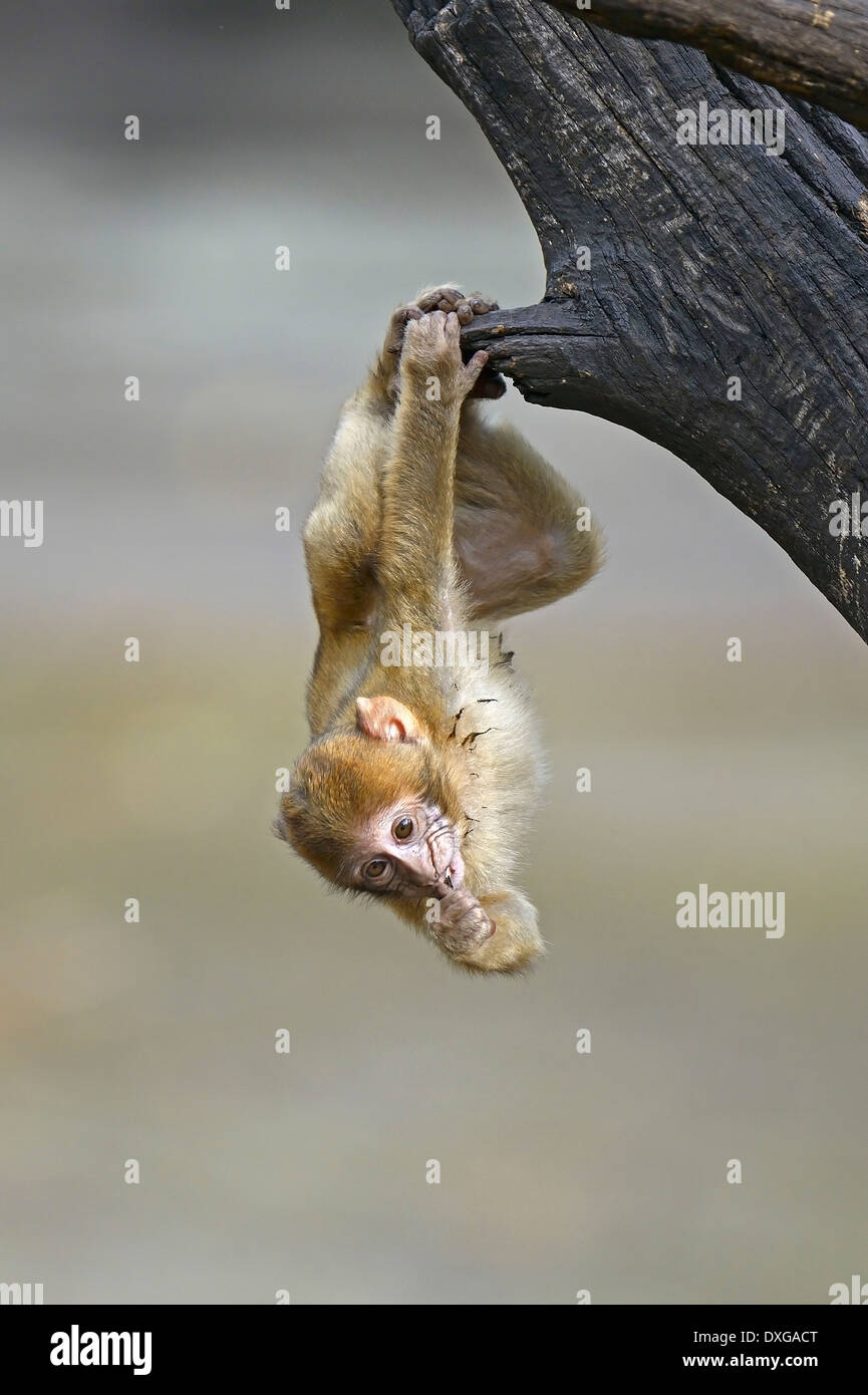 Les jeunes Barbary Macaque (Macaca sylvanus) Afrique du Nord Banque D'Images