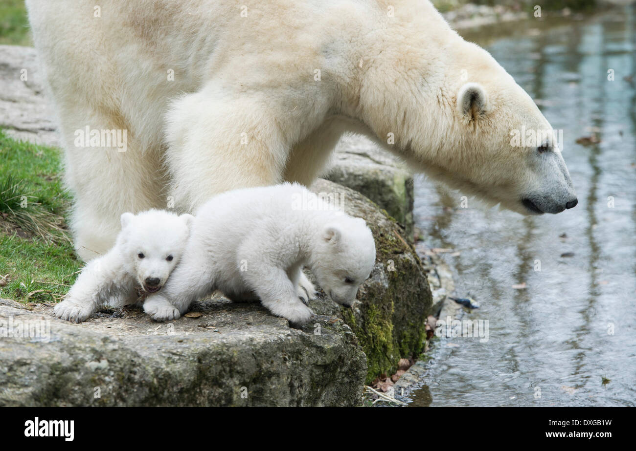 L'ours polaire (Ursus maritimus), avec de jeunes femmes, jumeaux, environ 3 mois, zoo Hellabrunn, Munich, Haute-Bavière, Bavière, Allemagne Banque D'Images