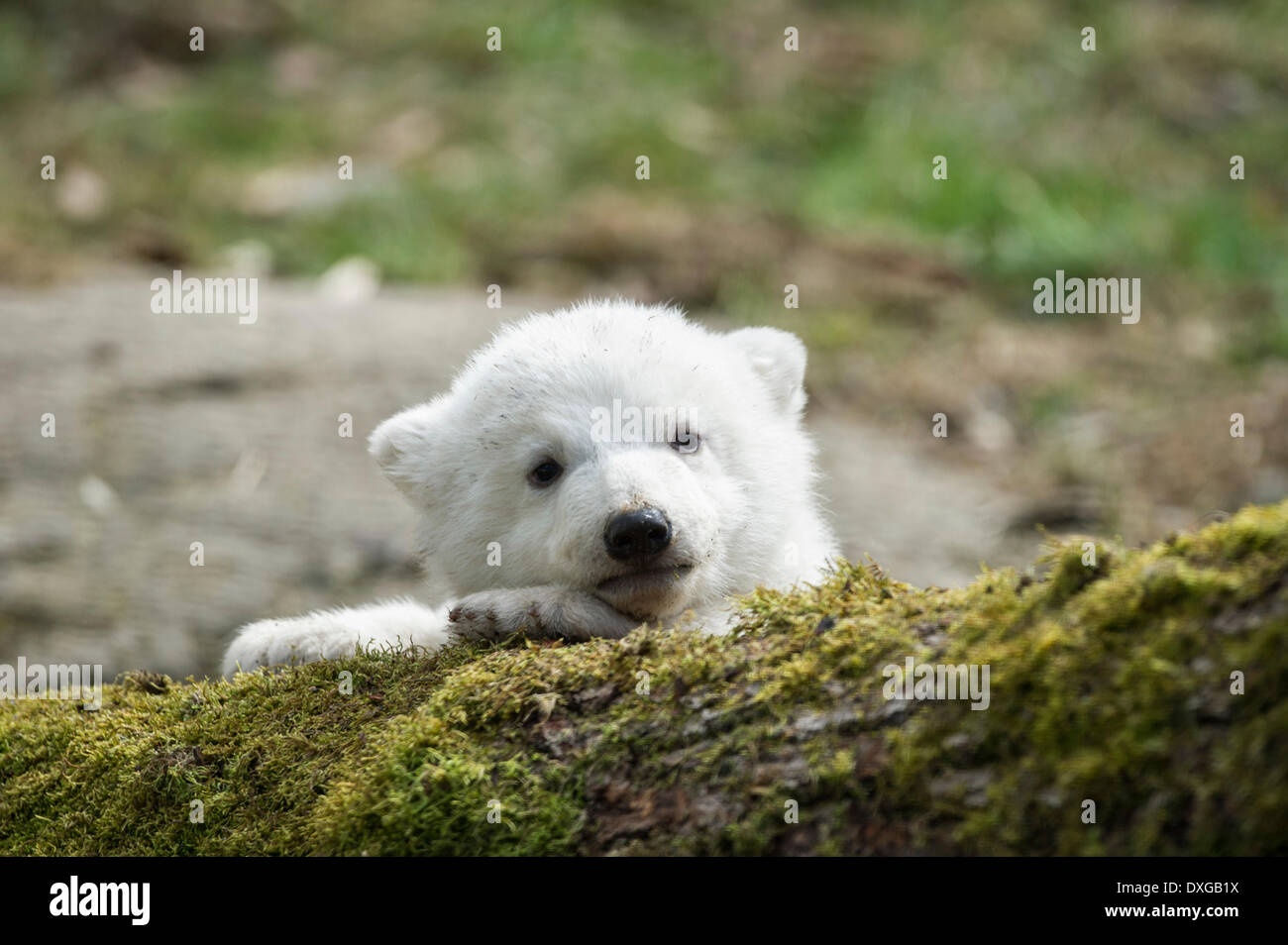 L'ours polaire (Ursus maritimus), jeune, environ 3 mois, zoo Hellabrunn, Munich, Haute-Bavière, Bavière, Allemagne Banque D'Images