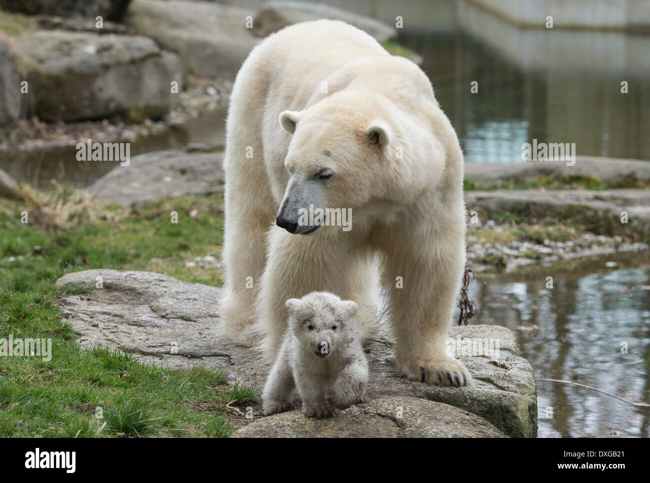 L'ours polaire (Ursus maritimus), avec de jeunes femmes, environ 3 mois, zoo Hellabrunn, Munich, Haute-Bavière, Bavière, Allemagne Banque D'Images