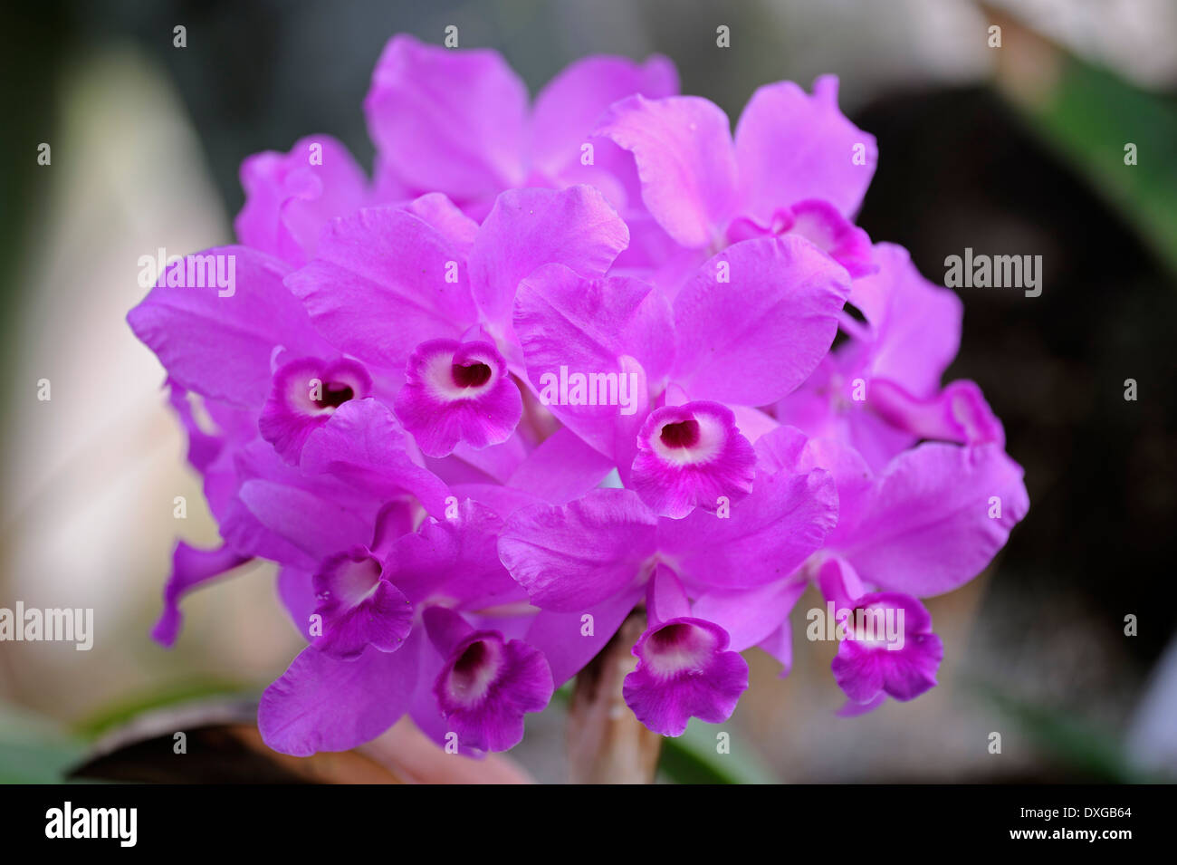 Orchidée Cattleya de Skinner (Cattleya skinneri), la rareté, l'Amérique centrale Banque D'Images