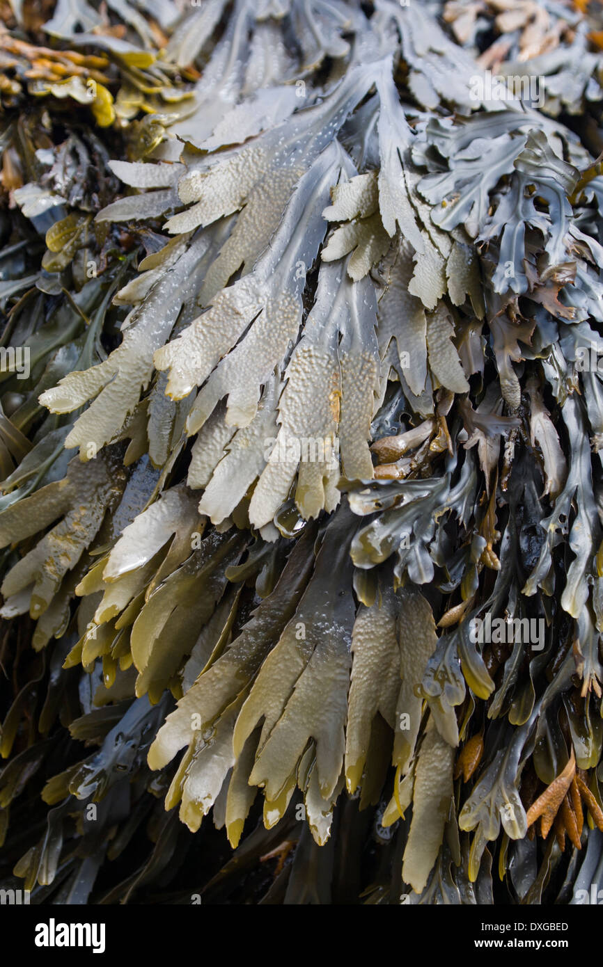 Close up of seaweed (crémaillère, Fucus serratus) à Saligo Bay, île d'Islay, Hébrides intérieures, Ecosse Banque D'Images