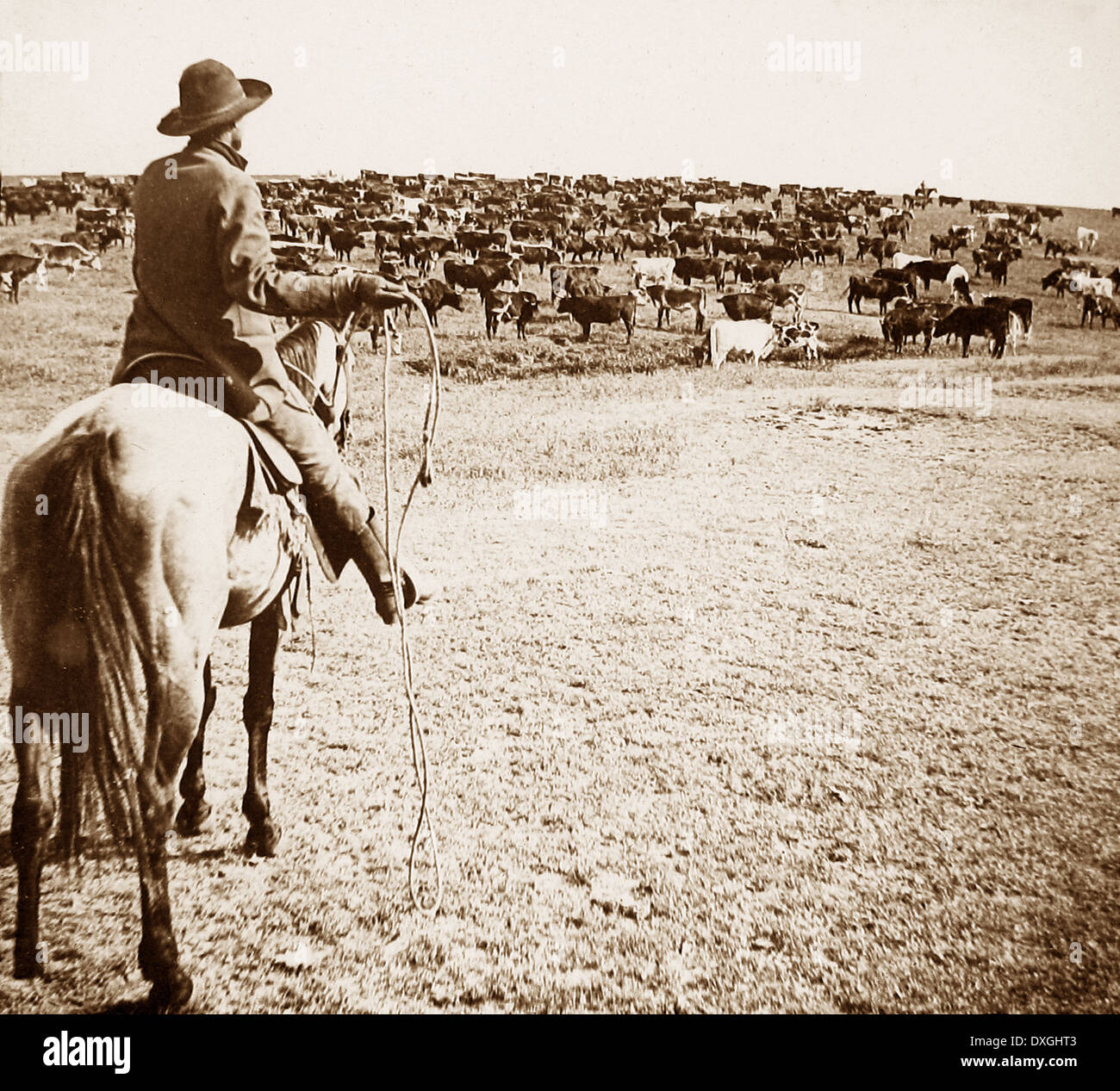 Round-up bétail ranch Sherman Geneseo Kansas USA début des années 1900 Banque D'Images