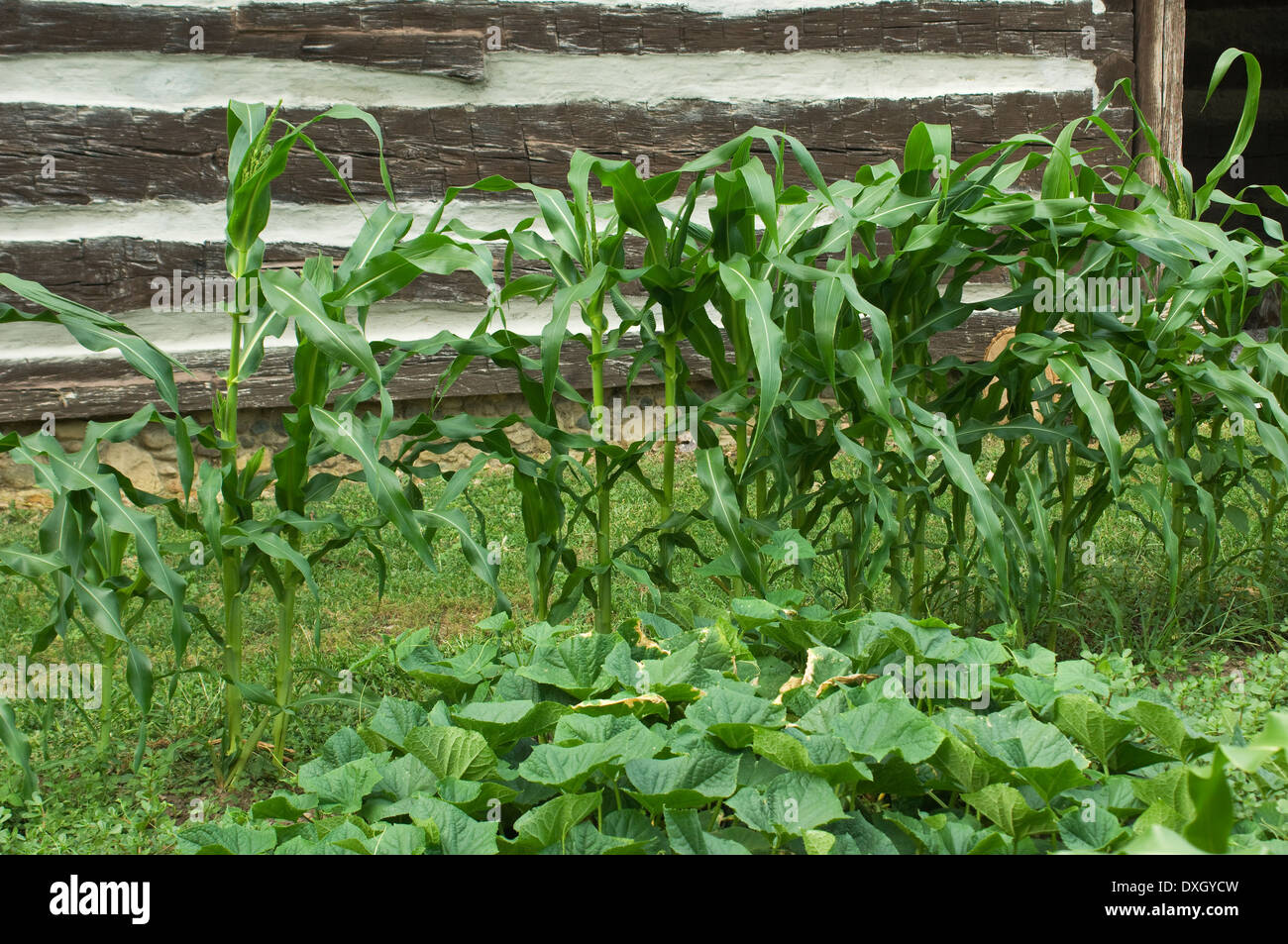 Le maïs et le squash au potager du vieux Fort Wayne, Ft Wayne, Indiana. Photographie numérique Banque D'Images