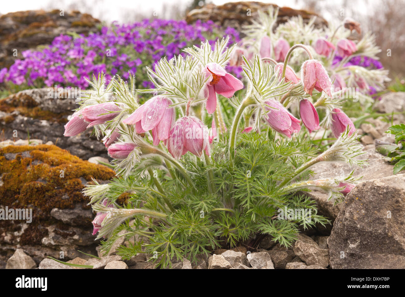 Pulsatilla vulgaris peu bas fleurs prune plante de jardin précieux Barton's rose avec des débris de pierre de carrière Banque D'Images