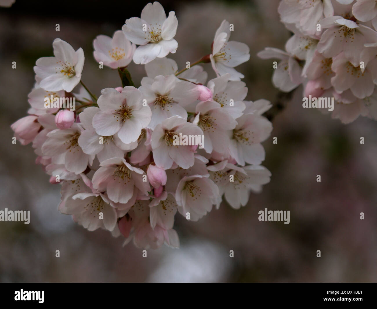 Cerisiers en fleurs Banque D'Images