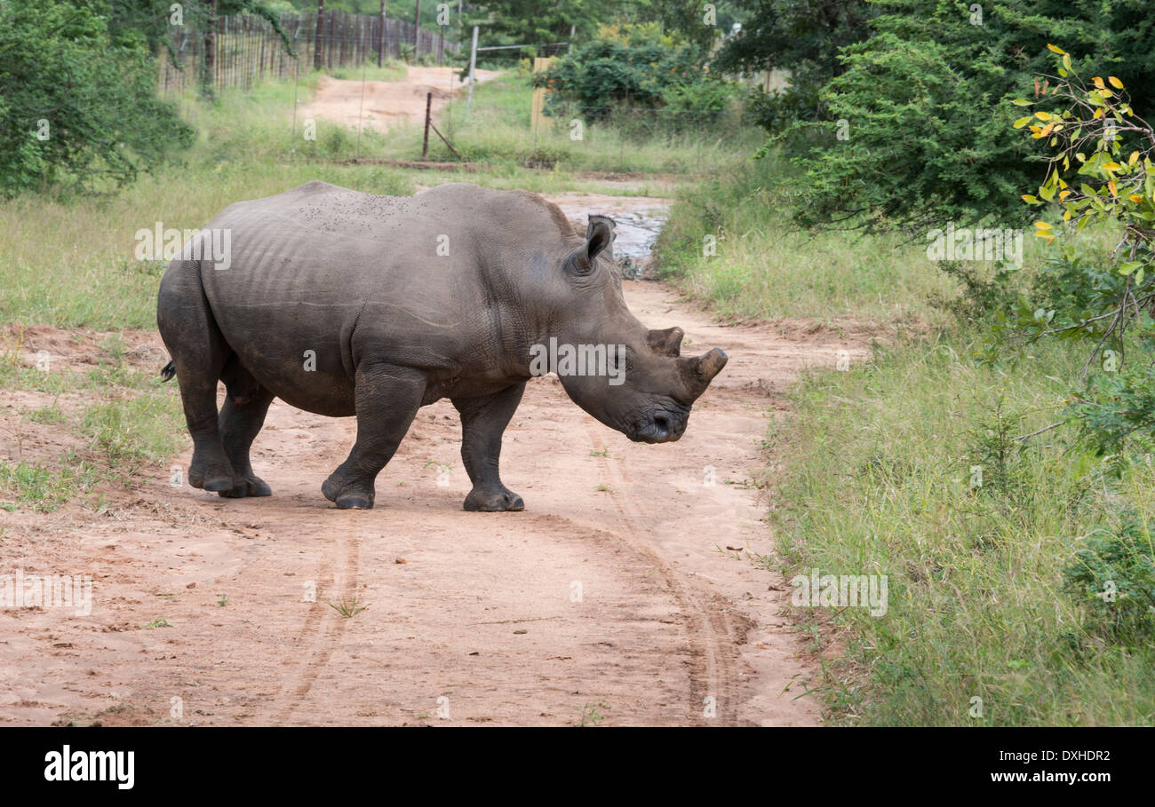 Le rhinocéros blanc l'un des Big 5 animaux au parc national Kruger en Afrique du Sud Banque D'Images