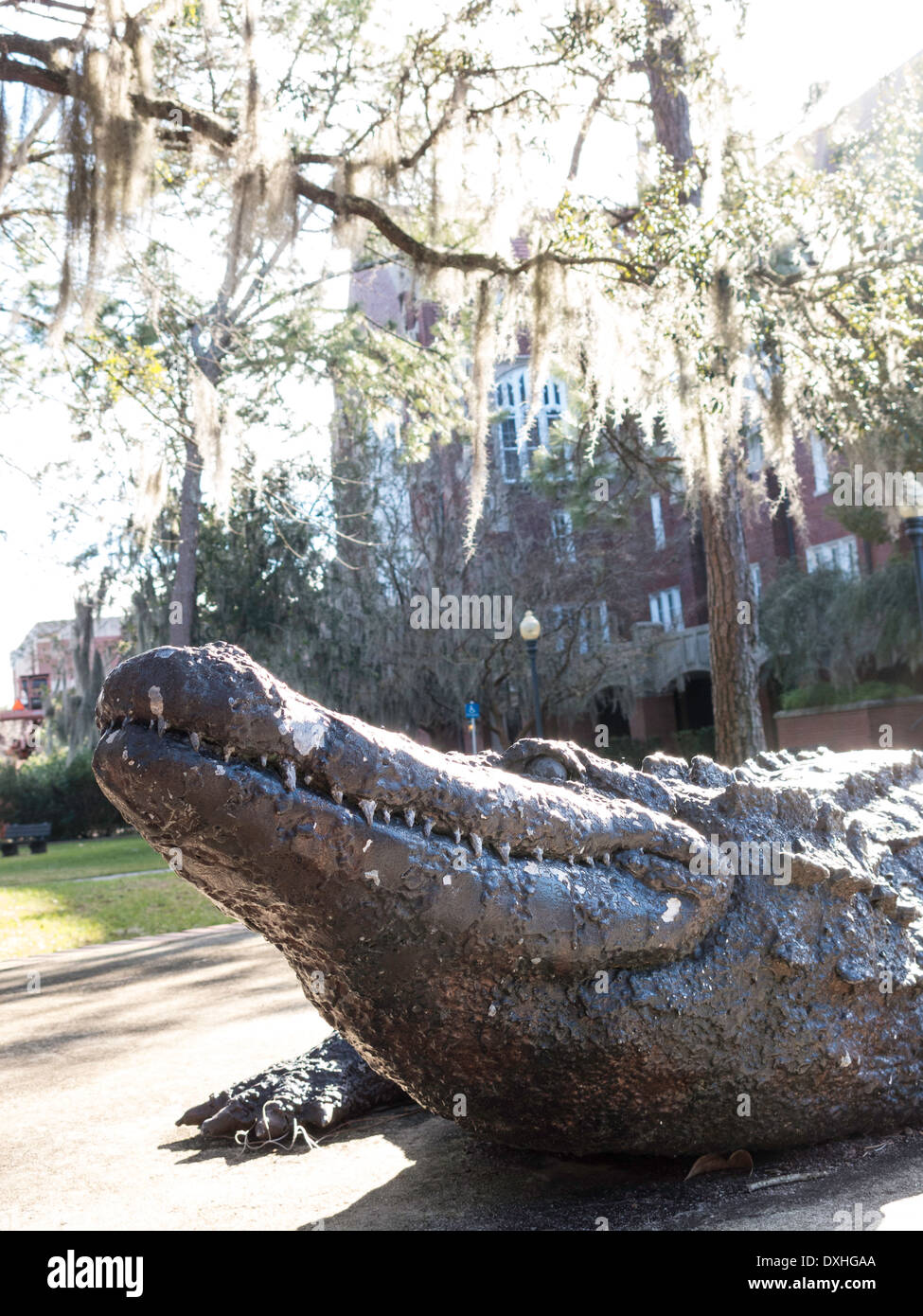 Statue d'Alligator, UF Mascot, Université de Floride, Gainesville, FL, USA Banque D'Images