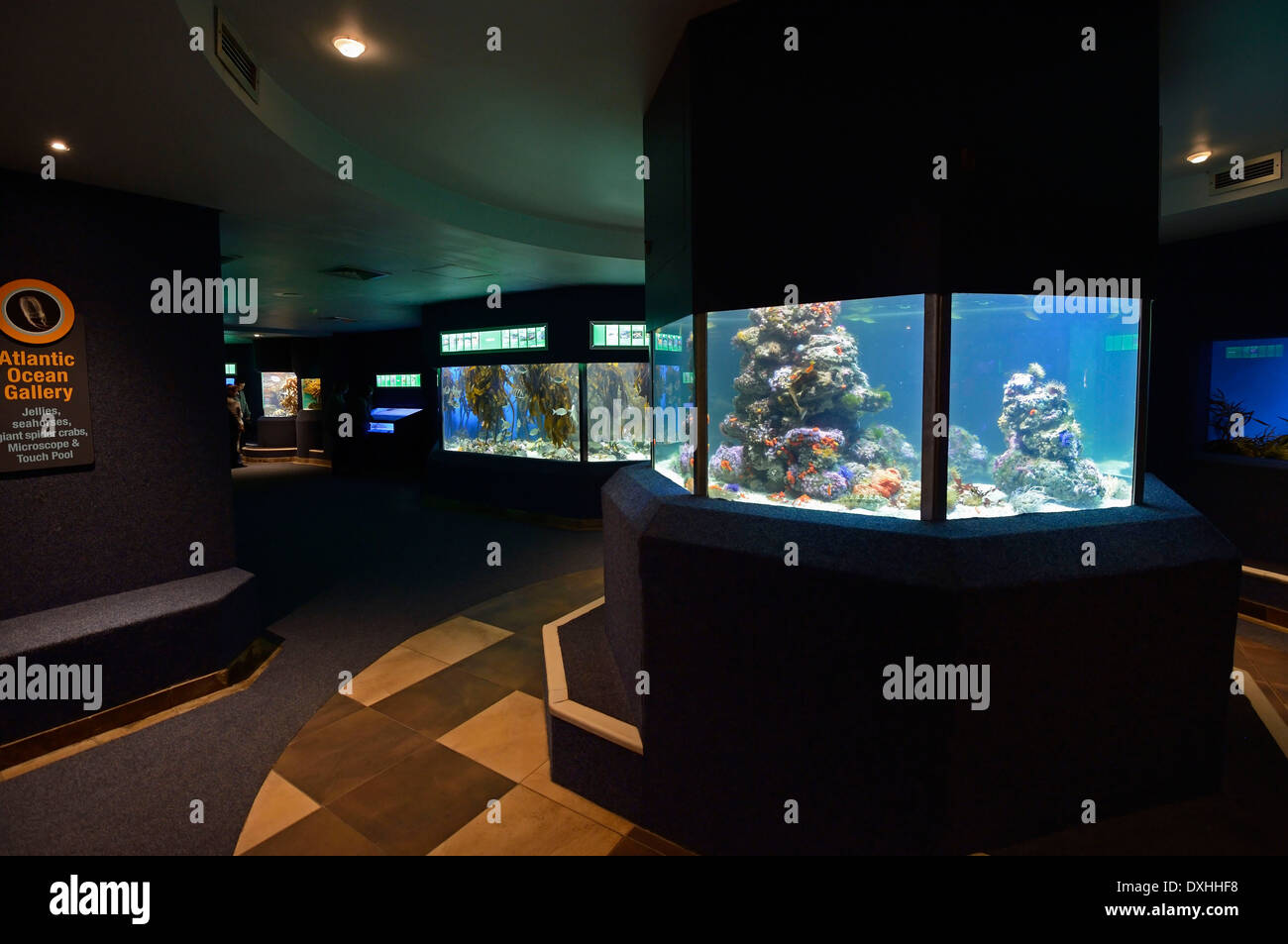 L'Aquarium des deux océans, vue de l'intérieur, Cape Town, Western Cape, Afrique du Sud, l'Afrique Banque D'Images