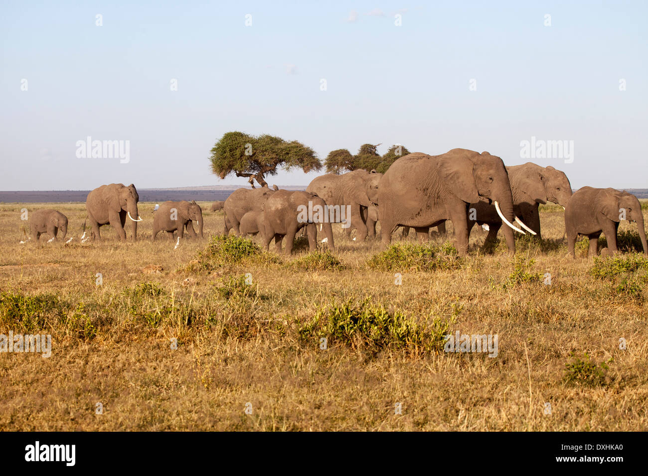 Troupeau de défenses des éléphants en mouvement Banque D'Images