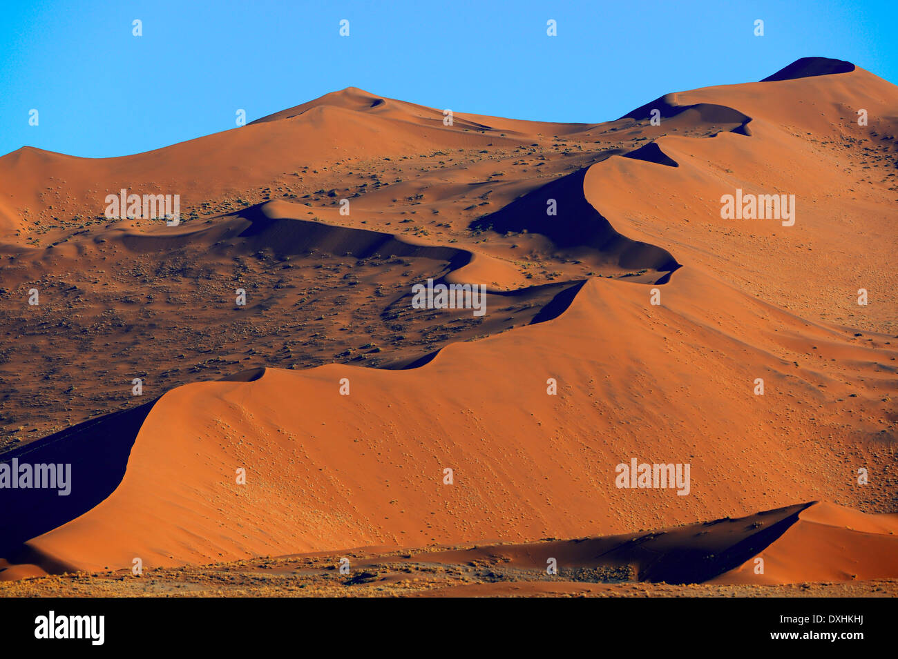 D'immenses dunes de sable, Sossusvlei, désert du Namib, Namib-Naukluft national park, Namibie, Afrique Banque D'Images