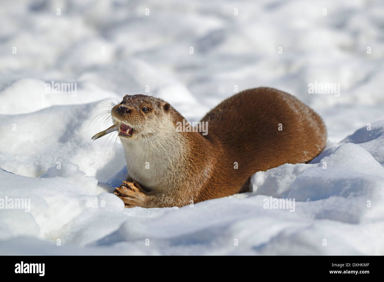 Loutre d'Europe (Lutra lutra) se nourrir de poissons pris dans la neige en hiver Banque D'Images