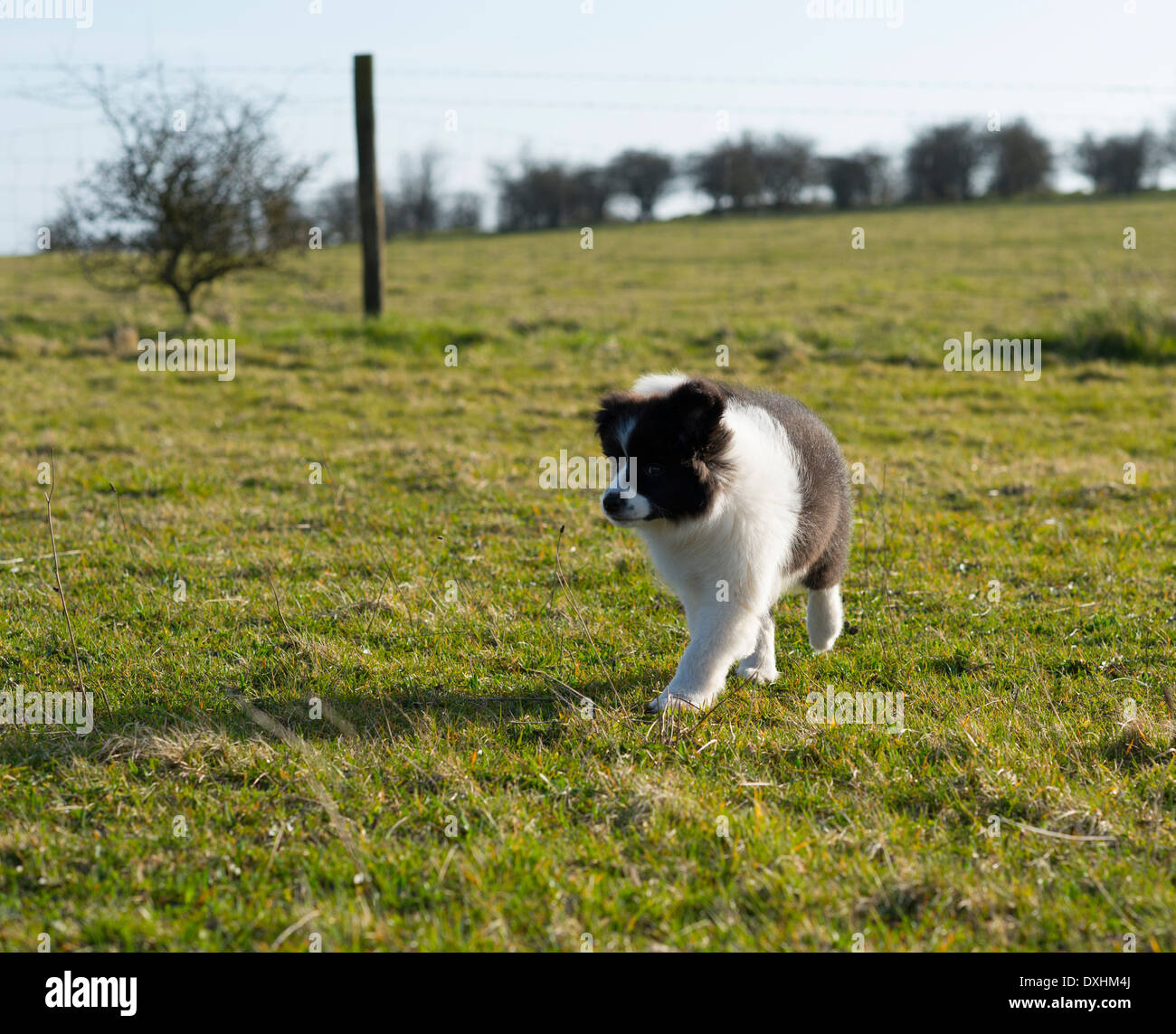 Chiot Border Collie exécutant jouant Banque D'Images
