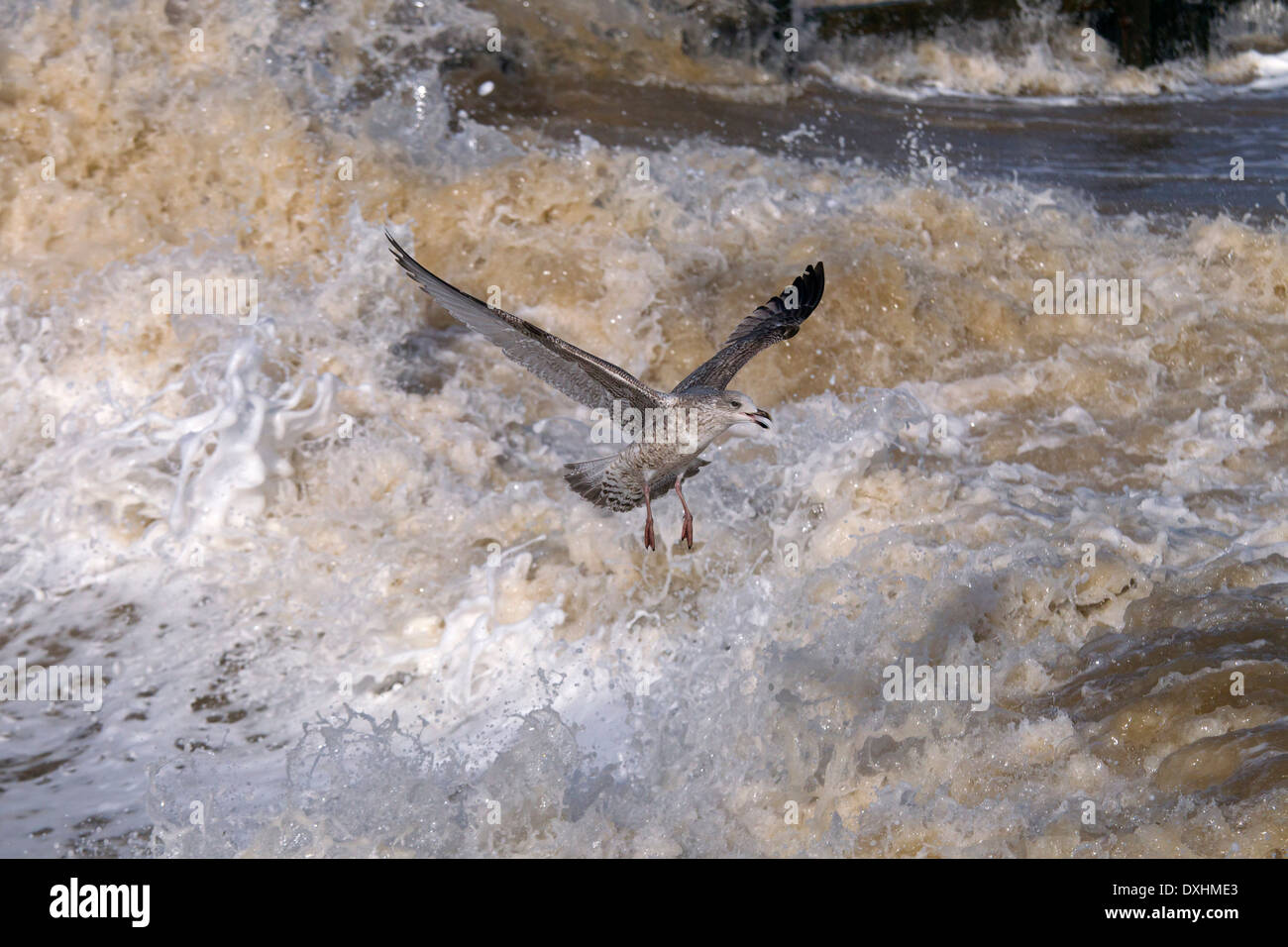 Goélands argentés Larus argentatus se nourrissant dans une mer agitée sur la côte de Norfolk Banque D'Images