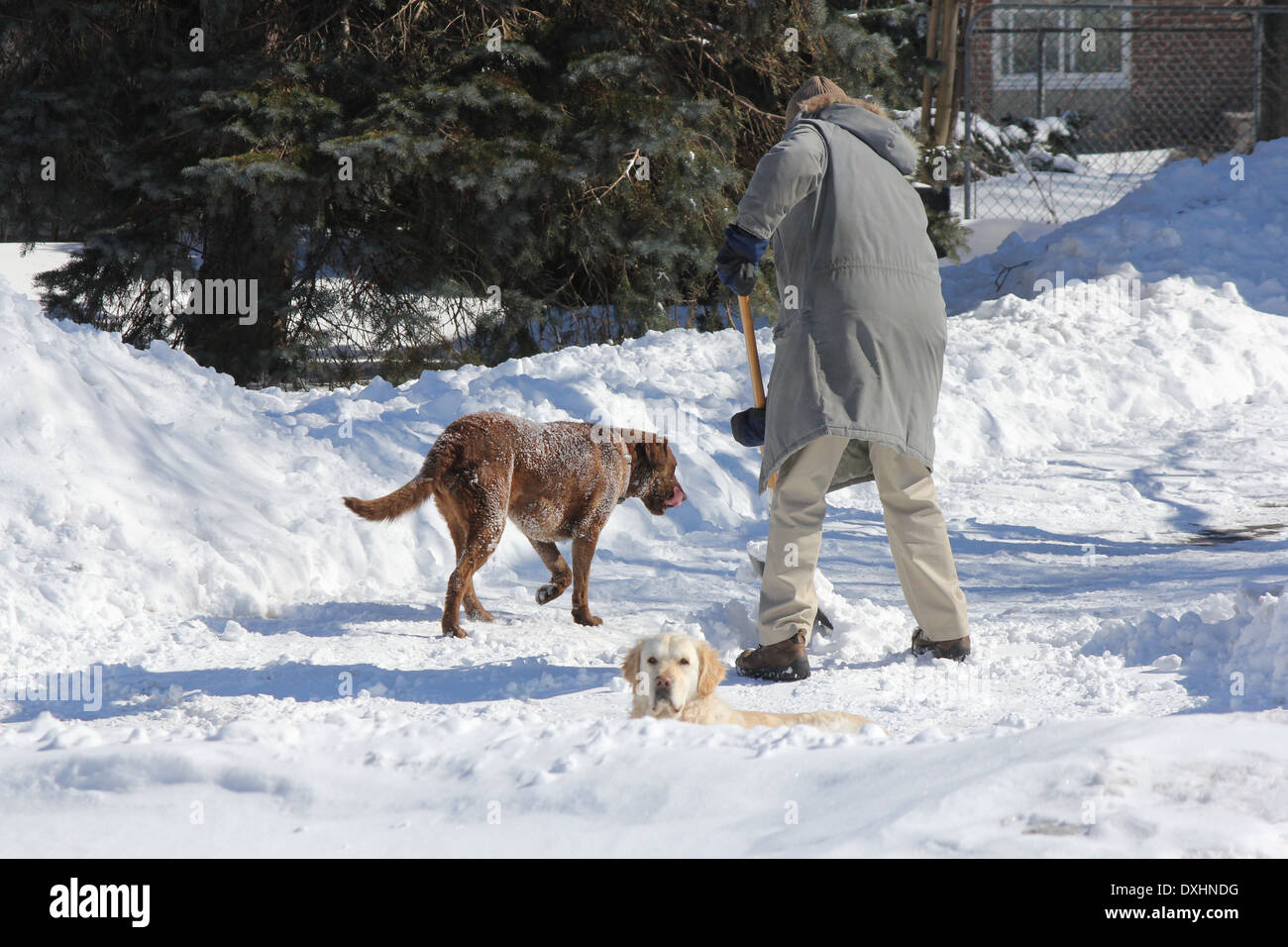 Une personne non identifiée de pelleter de la neige avec les chiens bienvenus pour entreprise Banque D'Images