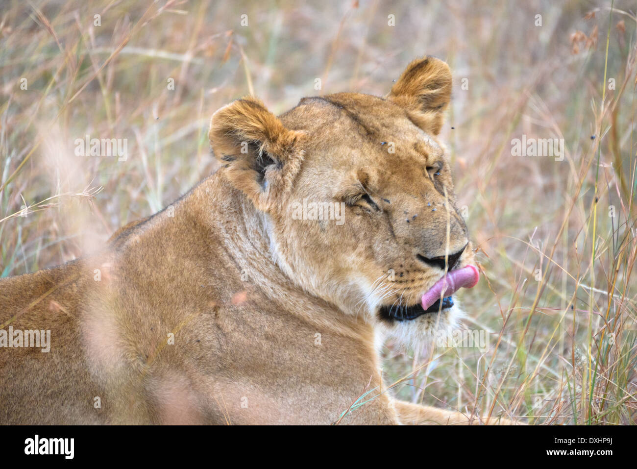 Une lionne dans parc national de Masai Mara, Kenya, Afrique Banque D'Images