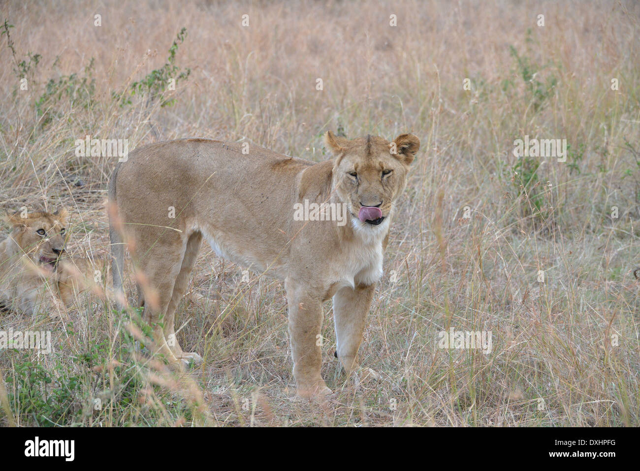 Une lionne dans parc national de Masai Mara, Kenya, Afrique Banque D'Images