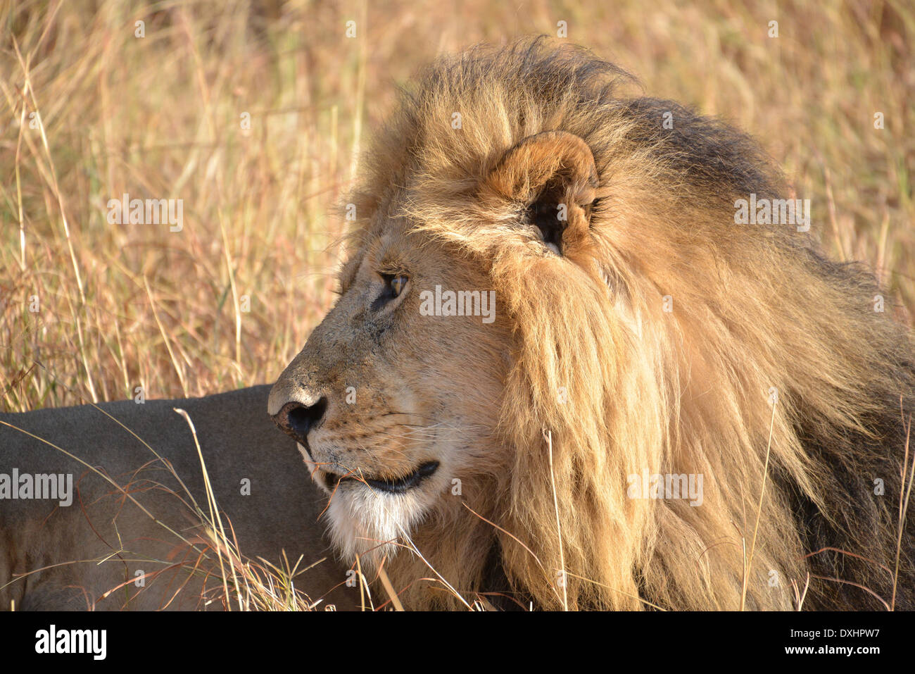 Un lion couché au parc national de Masai Mara, Kenya Banque D'Images