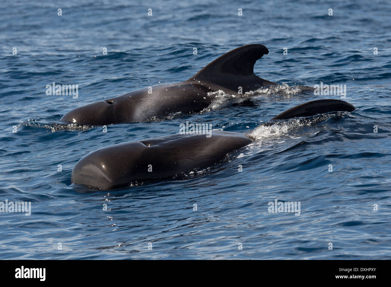 Court-globicéphale noir (Globicephala macrorhynchus), surfaçage, montrant les marquages. La Gomera, Îles Canaries. Banque D'Images