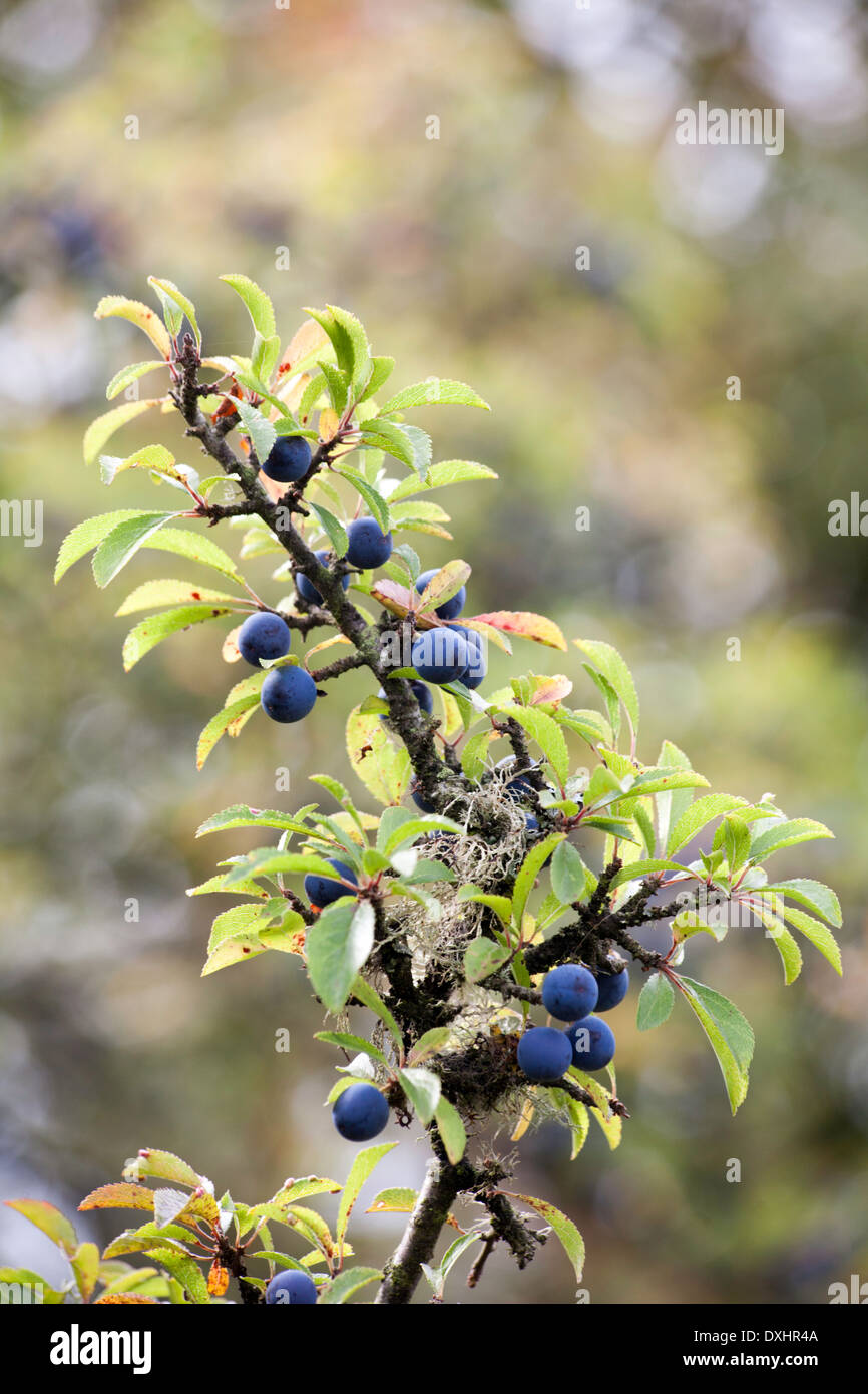 Prunellier Arbre dans Latchmore Latchmore fruits près de Brook bas Frogham près de New Forest Hampshire Angleterre Fordingbridge Banque D'Images