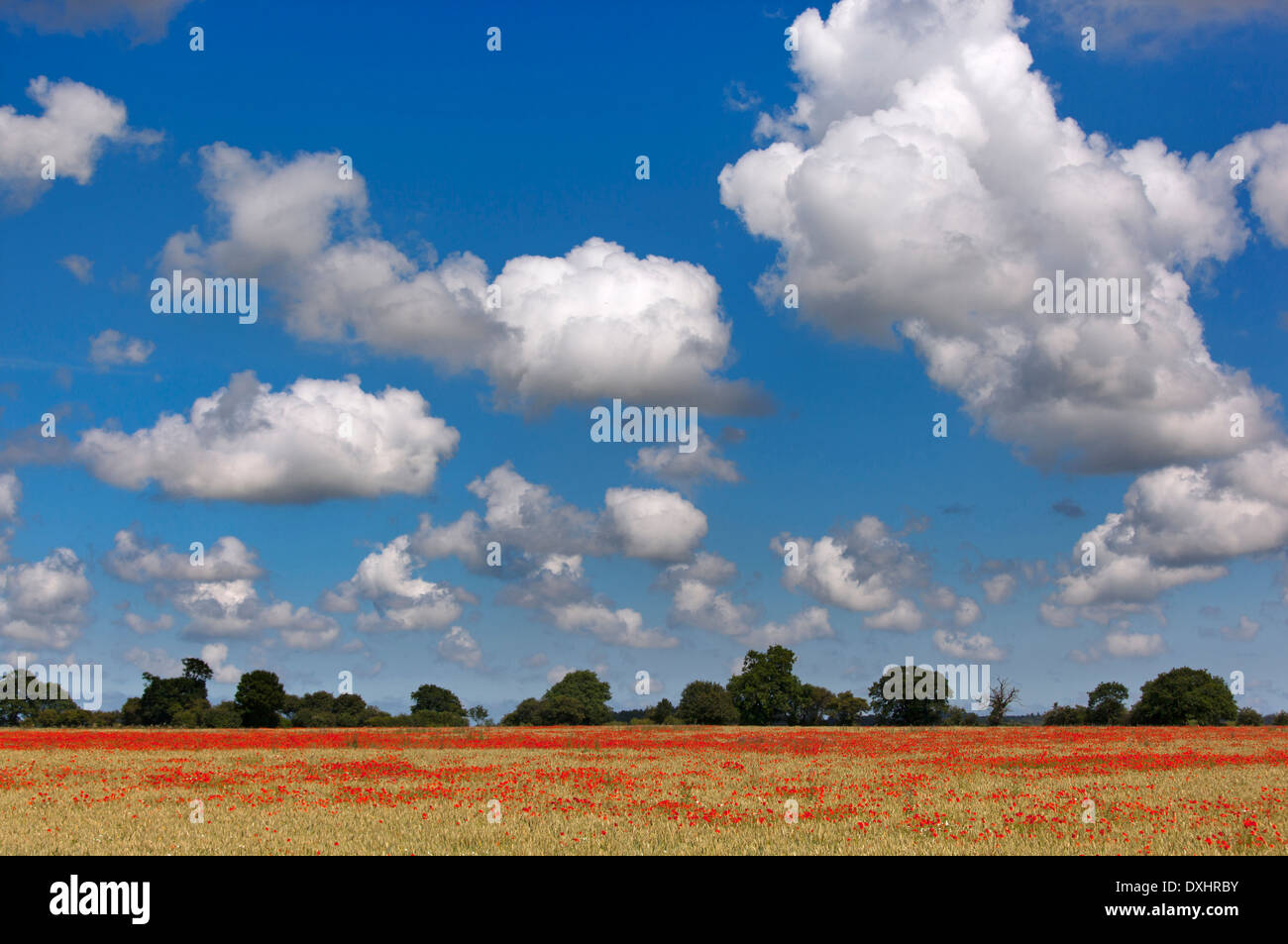 Coquelicots Papaver rhoeas en culture céréalière Norfolk UK Juin Banque D'Images