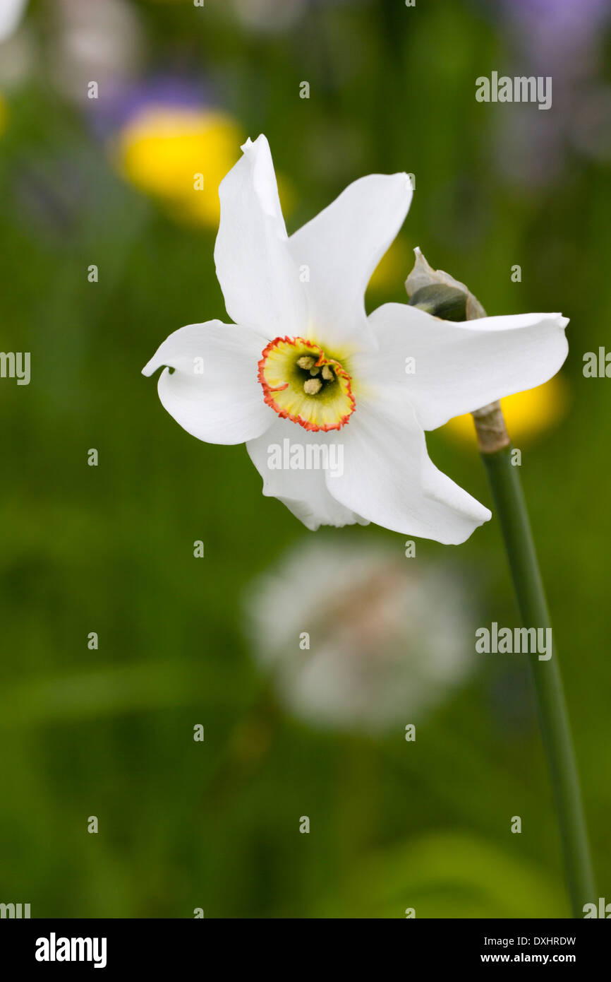 Le narcisse du poète, Narcissus poeticus, la floraison dans un pré herbeux  Photo Stock - Alamy