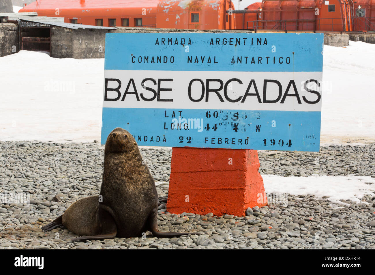 Des otaries à fourrure de l'Antarctique Orcadas Base qui est une station scientifique en Antarctique Argentine Banque D'Images