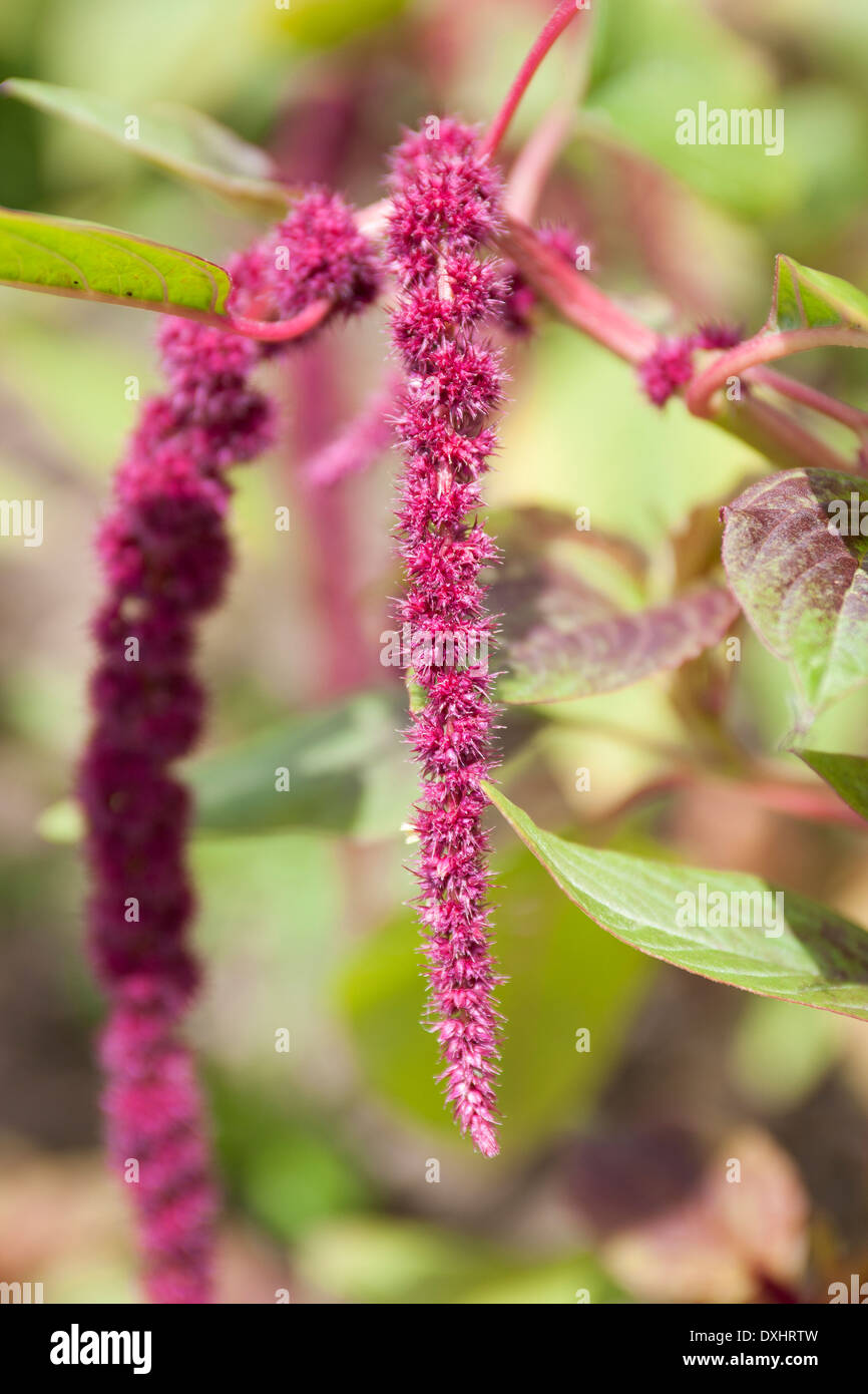Love Lies Bleeding, Amaranthus caudatus, en pleine floraison dans un jardin anglais. Banque D'Images